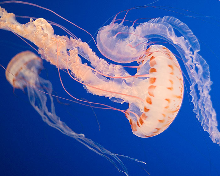 Sea Nettle jellyfish