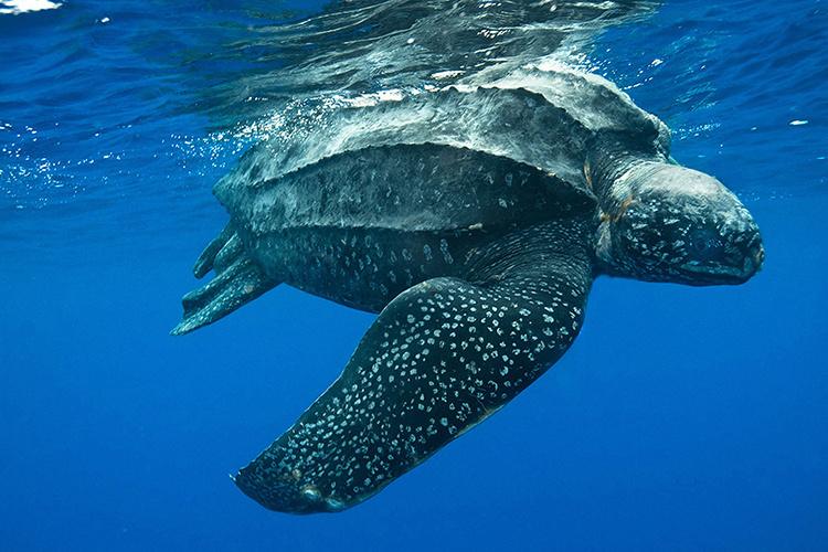 Leatherback Turtle